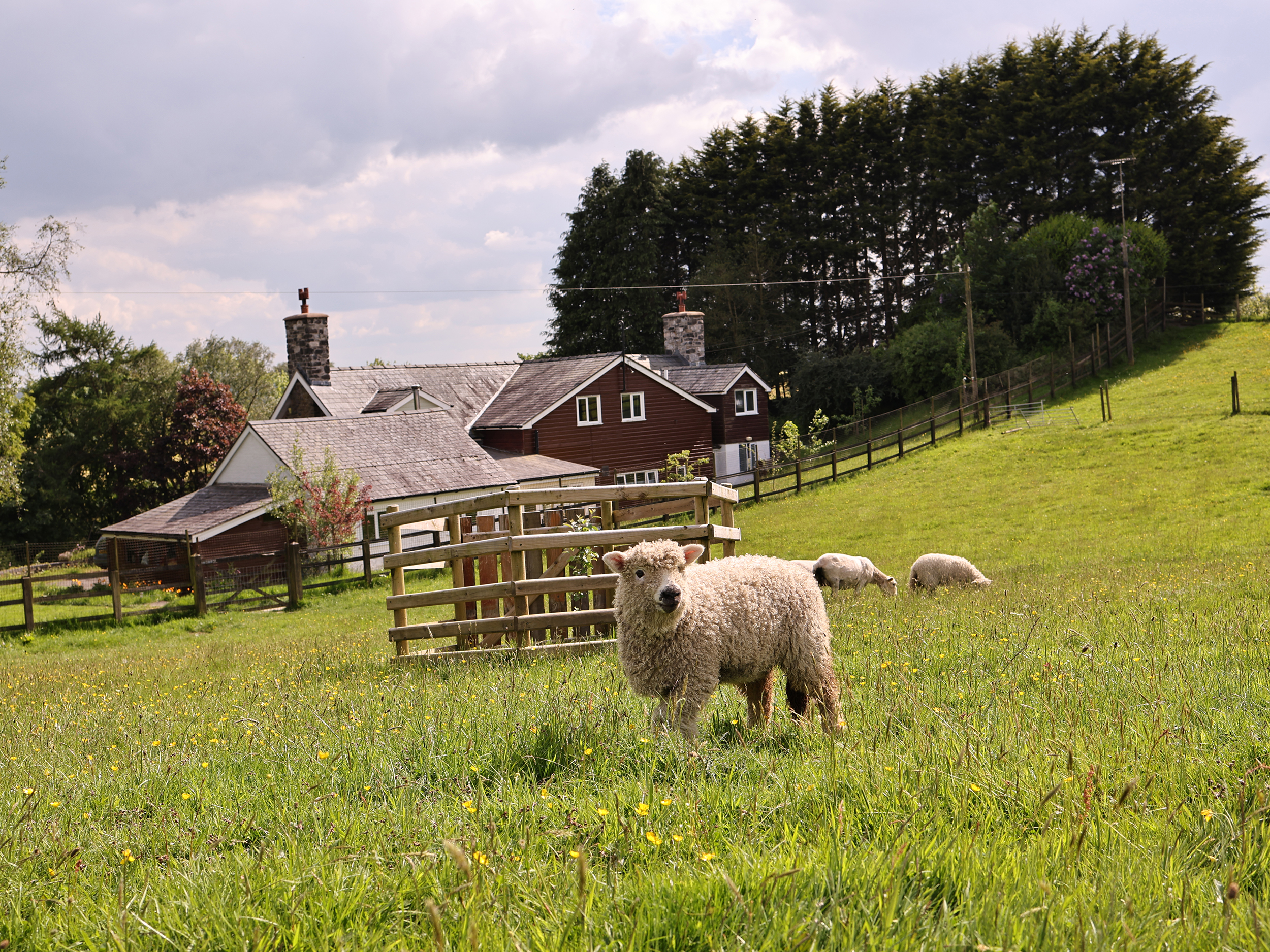 Bryn Y Garreg Cottage - The Wireless Free Farm