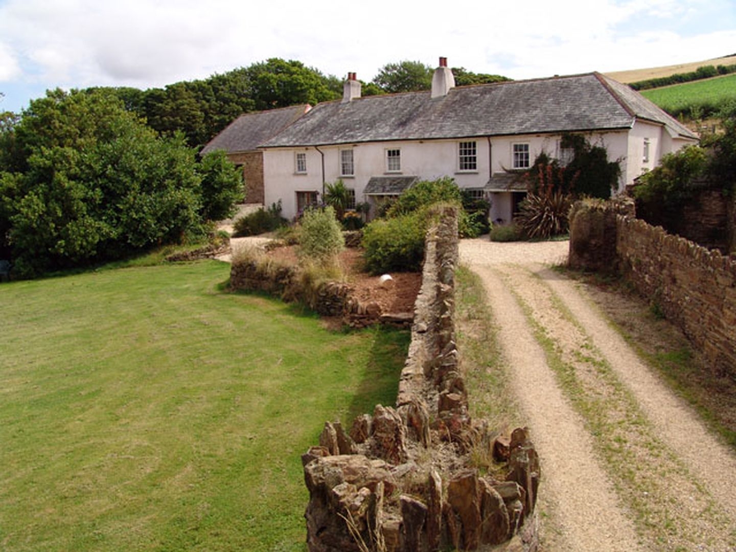 Oak Tree, Devon